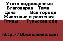 Утята подрощенные “Благоварка“,“Темп“ › Цена ­ 100 - Все города Животные и растения » Птицы   . Тульская обл.